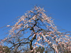 梅の季節