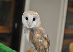 フクロウさん