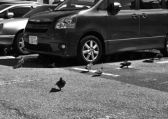 鳩よ。（東京・両国駅前にて）