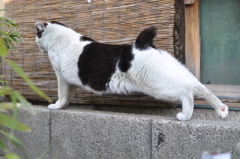 120408地元にてノラ猫2