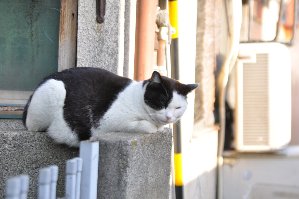 120408地元にてノラ猫1