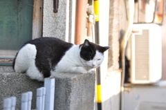 120408地元にてノラ猫1