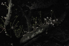 20110410中野新井薬師にて桜の木