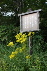 秋の七草