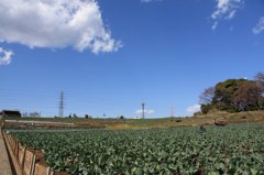 横浜の北海道