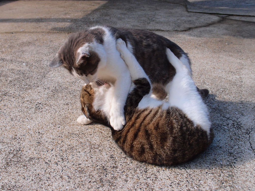 おい、しっかりしろ！