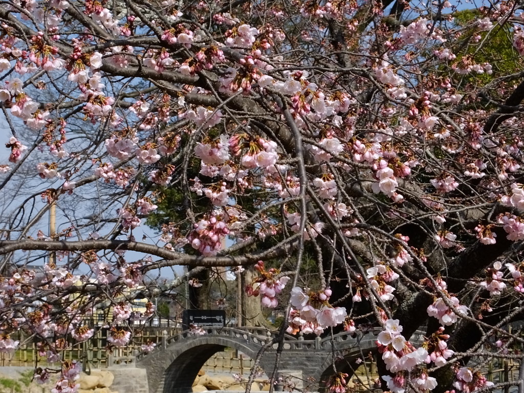 ミニ眼鏡橋と大寒桜