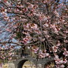 ミニ眼鏡橋と大寒桜