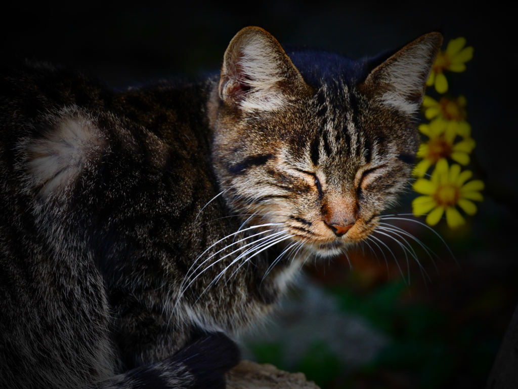 猫にも衣装