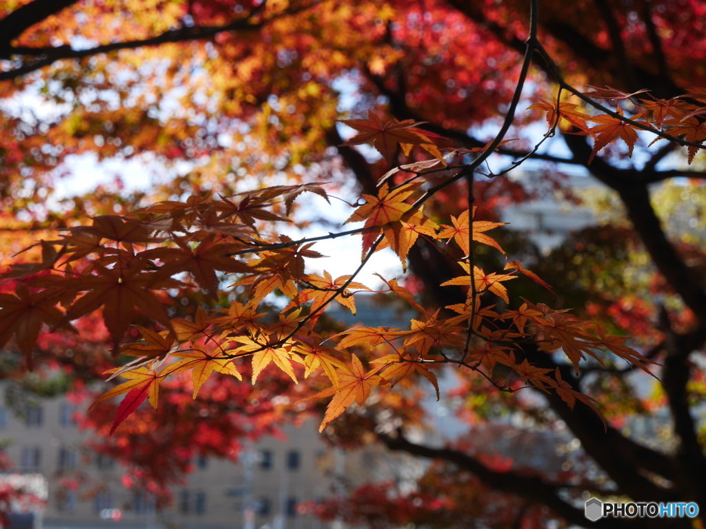 諫早の紅葉