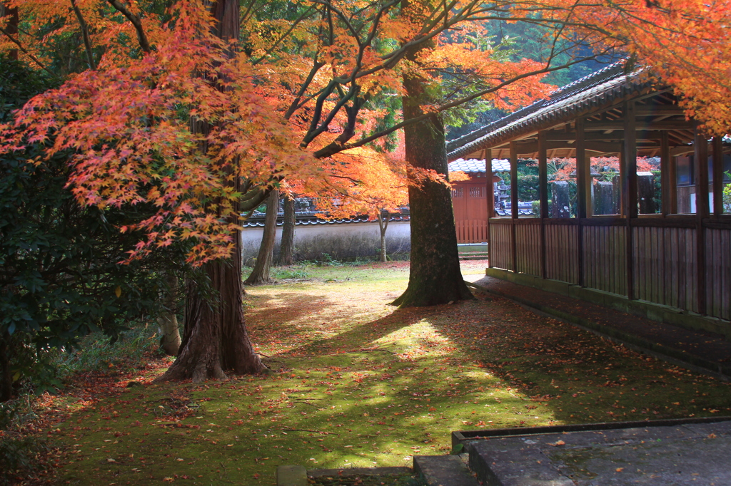 天祐寺の紅葉