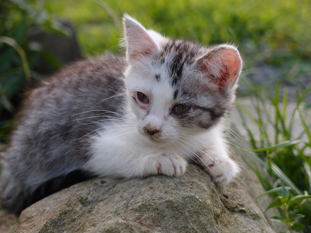 rock climber