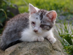 rock climber
