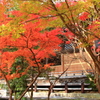 安勝寺の紅葉