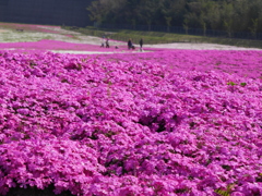 芝桜