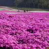 芝桜