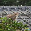 どら猫