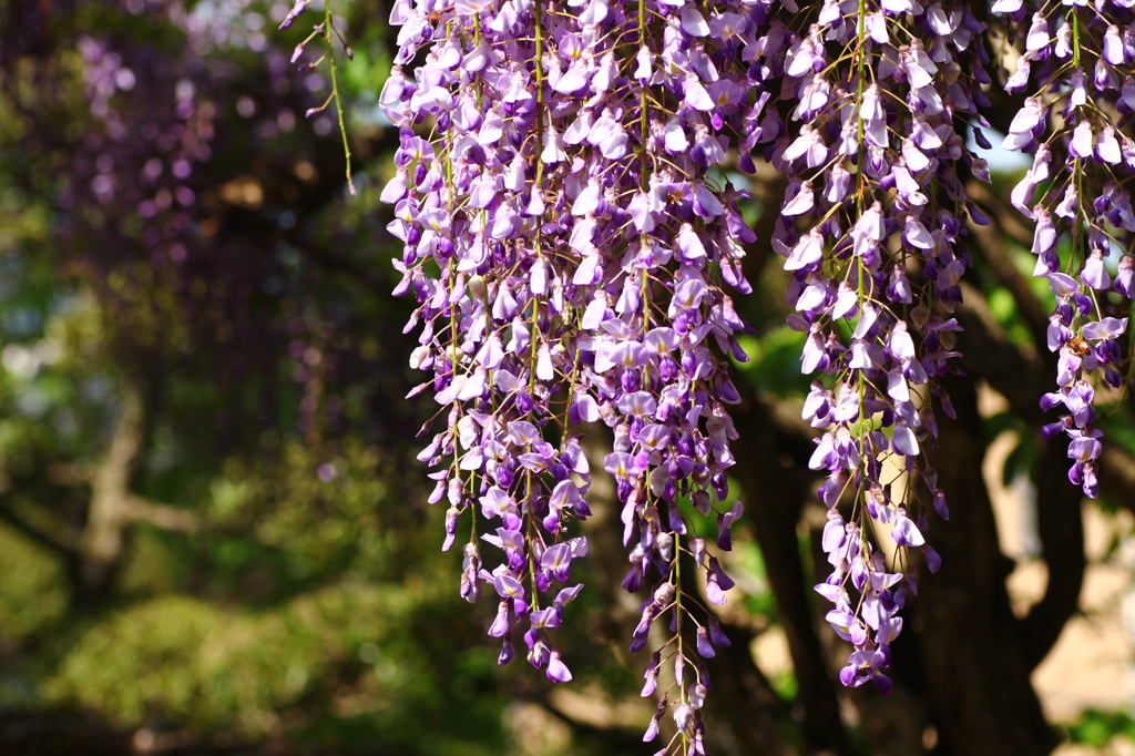ふじの花