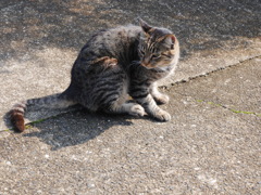新年の野良