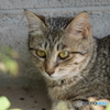 のら猫の子