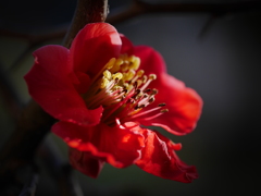 木瓜の花