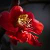 木瓜の花