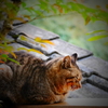 秋の猫
