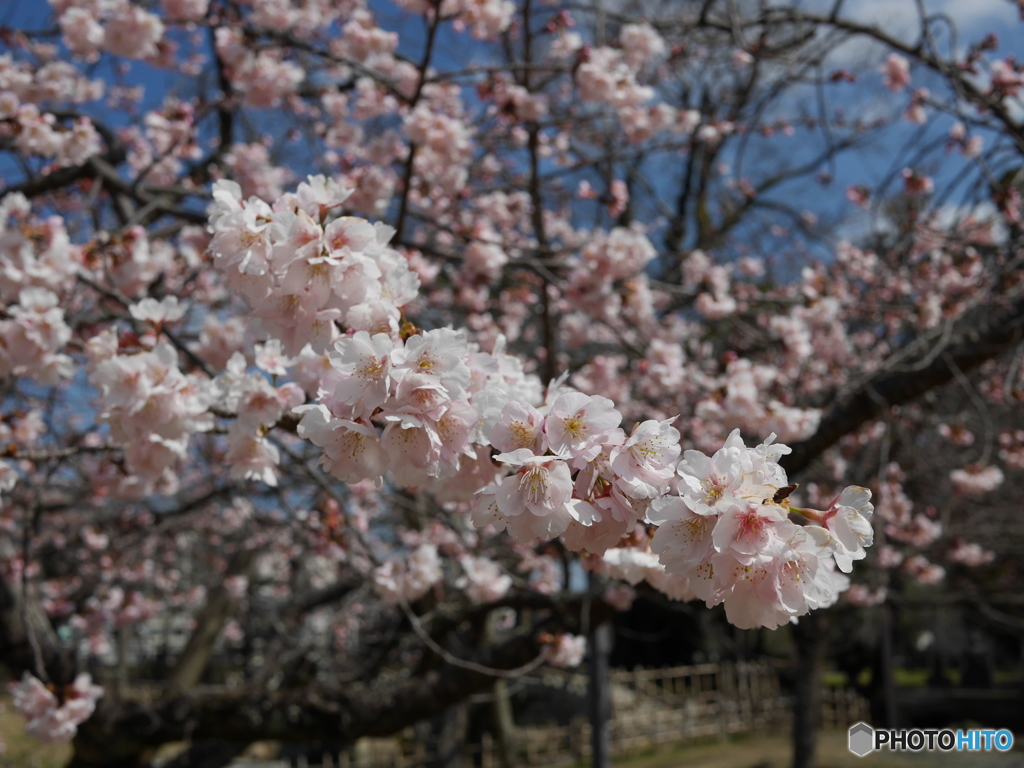 大寒桜