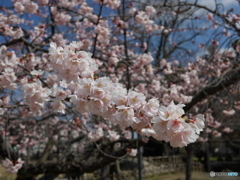 大寒桜