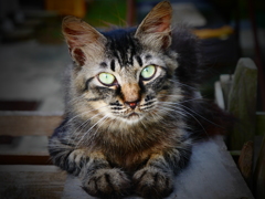 sharp eyes