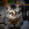 sharp eyes