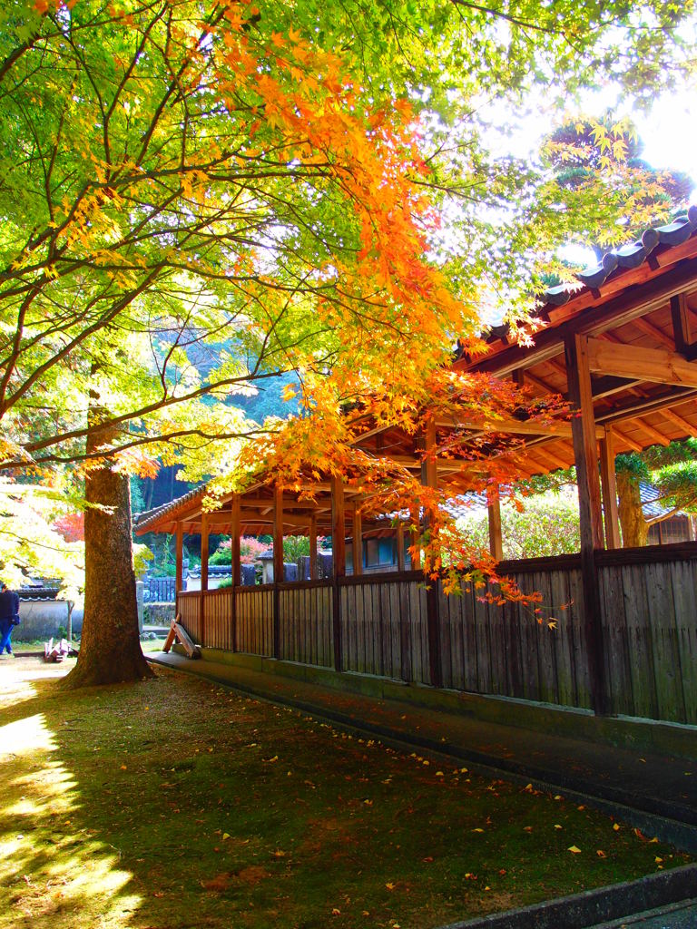 天祐寺の黄葉