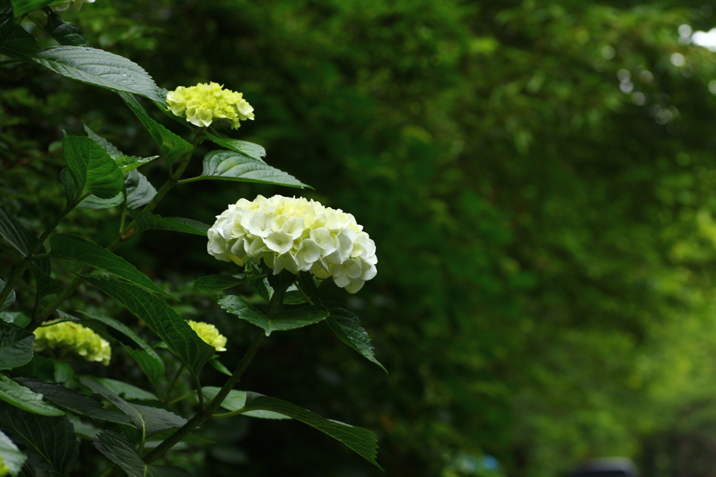 紫陽花