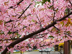 河津桜