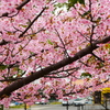 河津桜