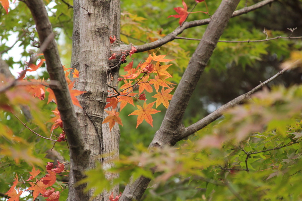 紅葉10.31