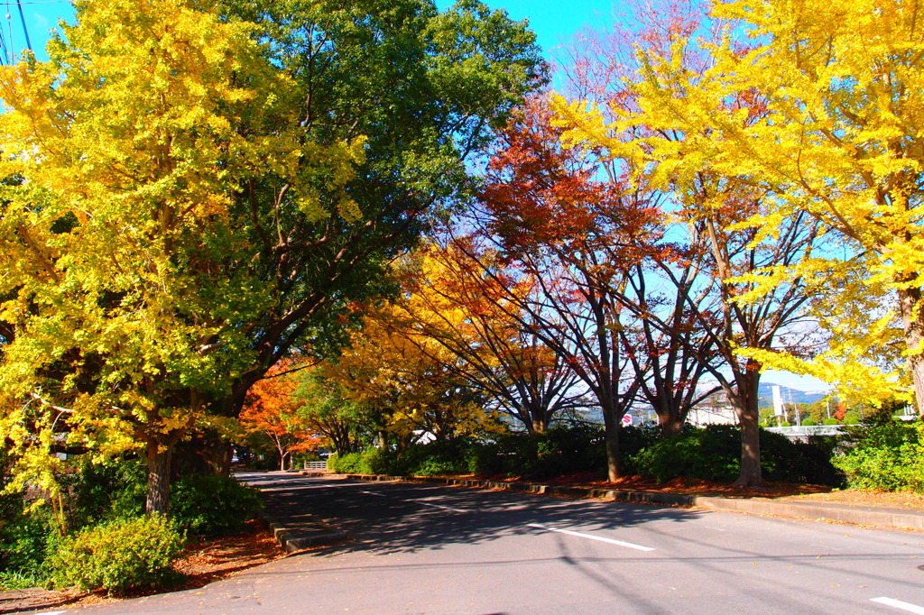 colored leaves