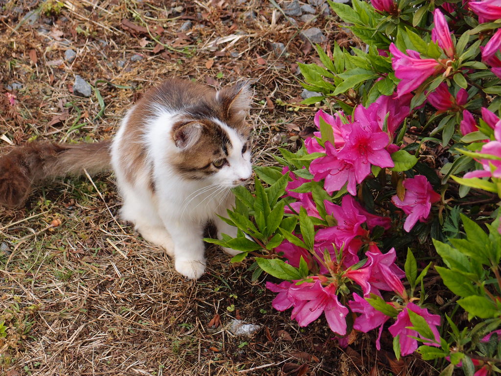 猫とツツジ