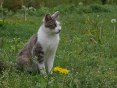 新緑の中の猫