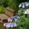 紫陽花