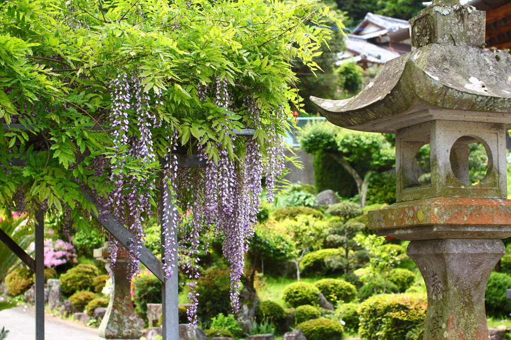 光正寺の藤棚
