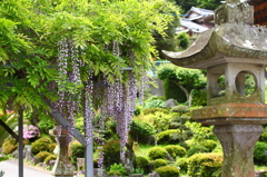 光正寺の藤棚