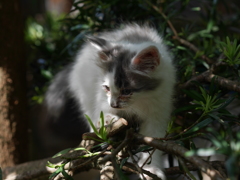 仔猫の木登り
