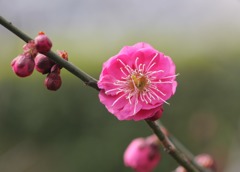 紅梅