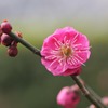 紅梅