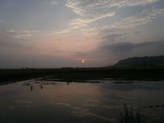 田んぼの朝
