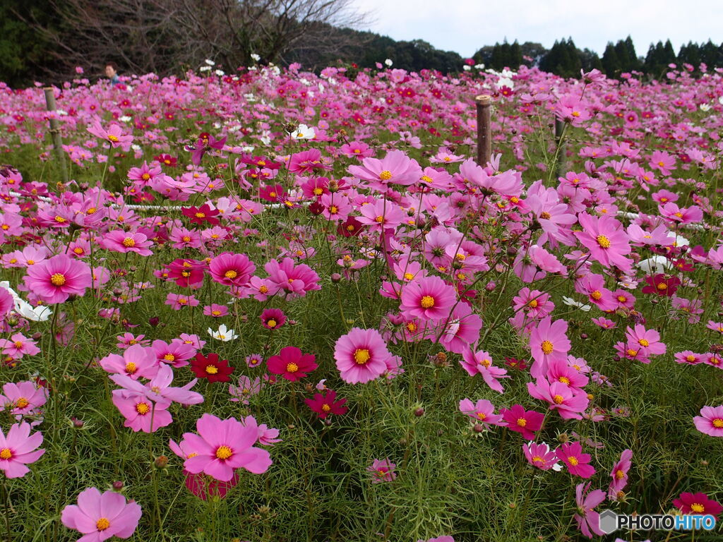 秋桜