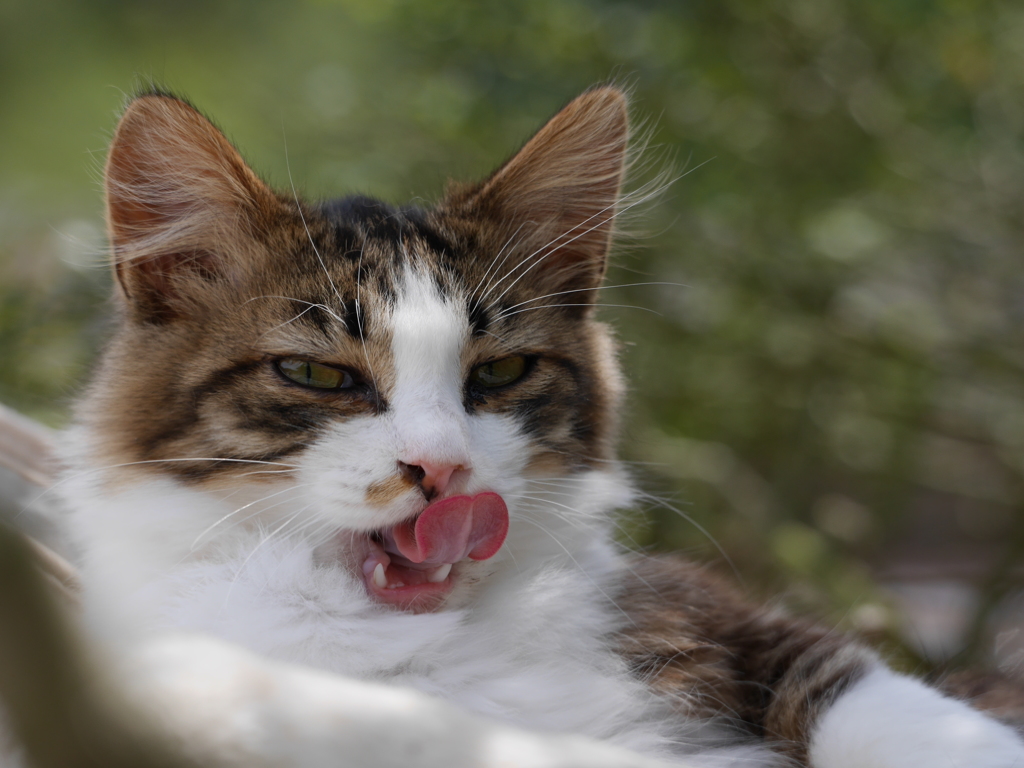 lick