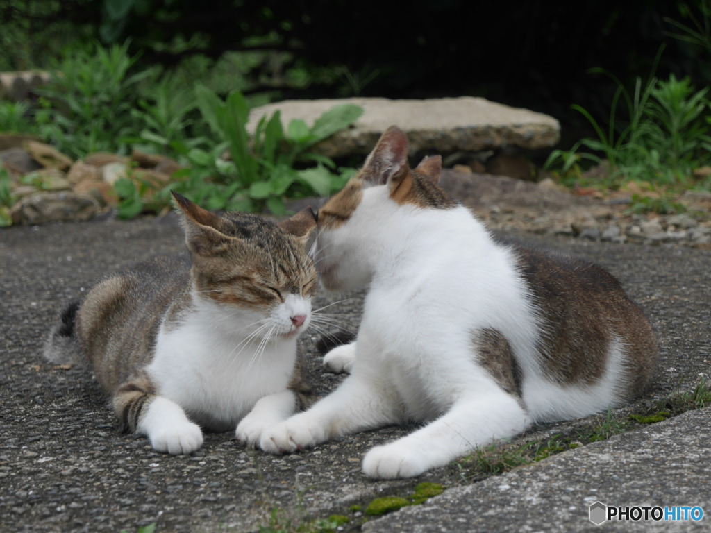 仲良し猫