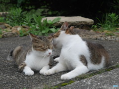 仲良し猫